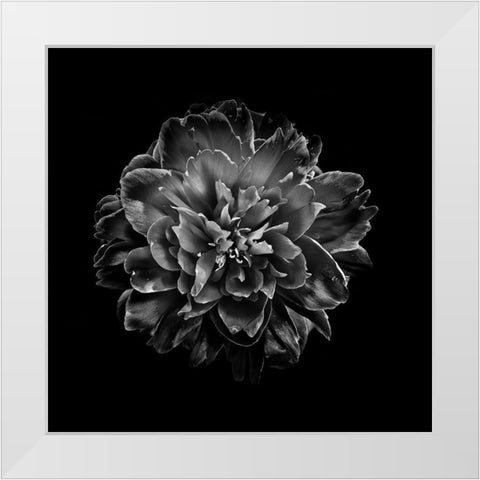 Black And White Camelia IV White Modern Wood Framed Art Print by Carson, Brian