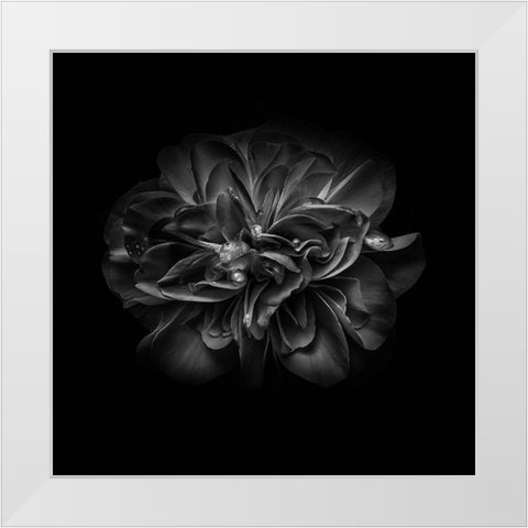 Black And White Camelia V White Modern Wood Framed Art Print by Carson, Brian
