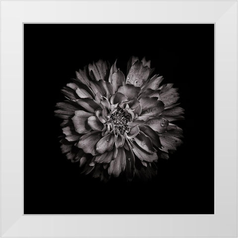 Black And White Dahlia II White Modern Wood Framed Art Print by Carson, Brian