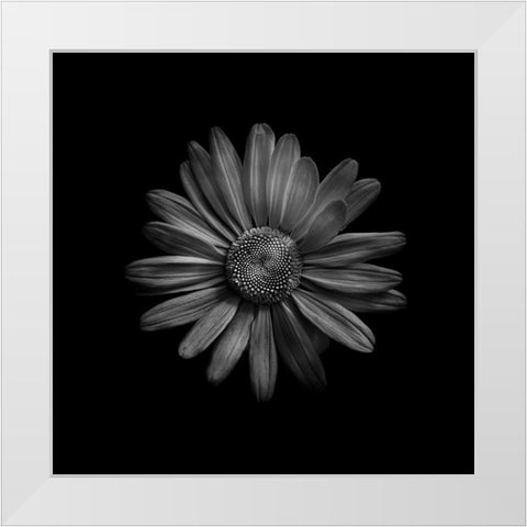 Black And White Daisy III White Modern Wood Framed Art Print by Carson, Brian