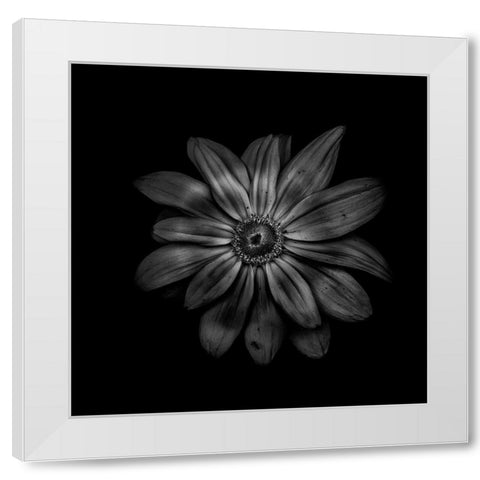 Black And White Daisy V White Modern Wood Framed Art Print by Carson, Brian