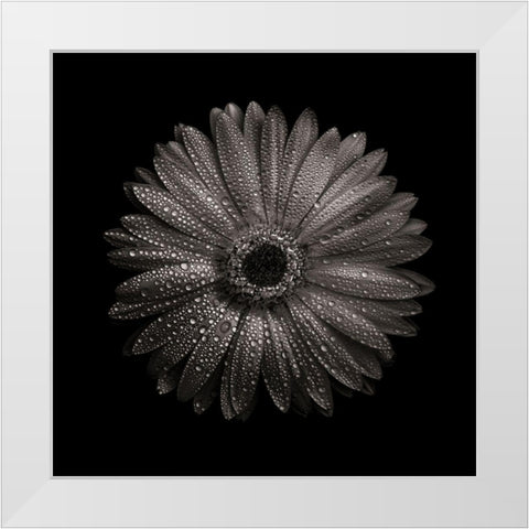 Black And White Gerber Daisy I White Modern Wood Framed Art Print by Carson, Brian