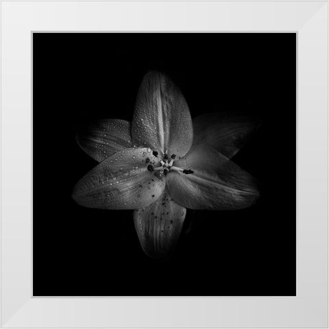 Black And White Lily White Modern Wood Framed Art Print by Carson, Brian