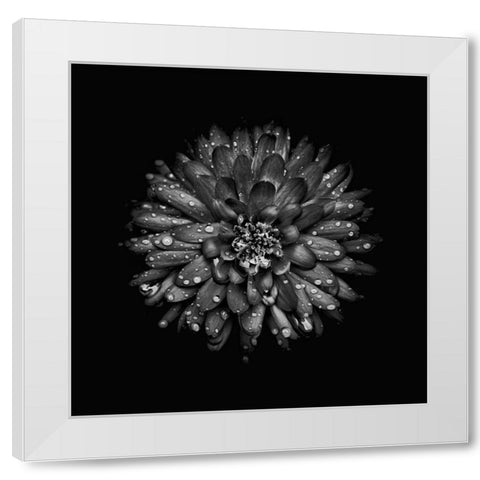 Black And White Mum II White Modern Wood Framed Art Print by Carson, Brian