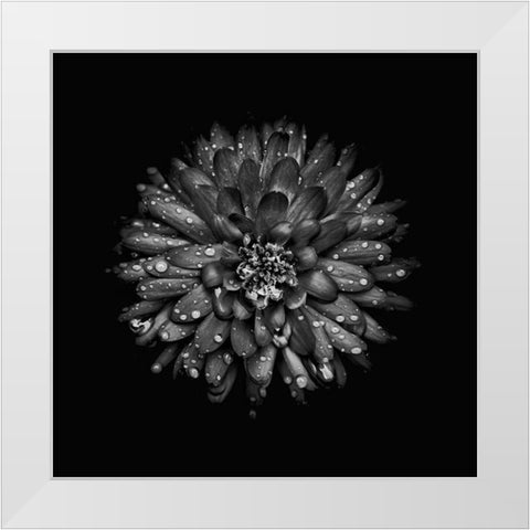 Black And White Mum II White Modern Wood Framed Art Print by Carson, Brian