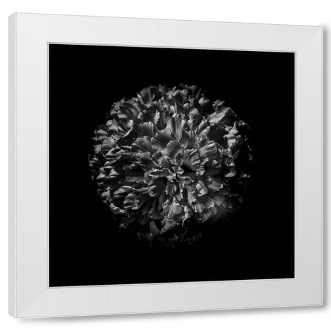 Black And White Mum V White Modern Wood Framed Art Print by Carson, Brian