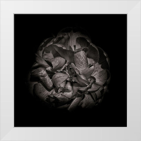 Black And White Peony I White Modern Wood Framed Art Print by Carson, Brian