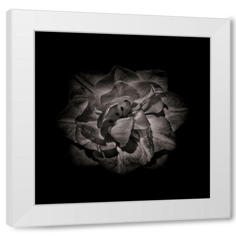 Black And White Peony II White Modern Wood Framed Art Print by Carson, Brian