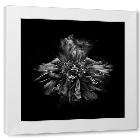 Black And White Peony III White Modern Wood Framed Art Print by Carson, Brian