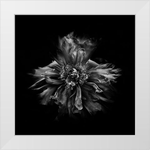 Black And White Peony III White Modern Wood Framed Art Print by Carson, Brian