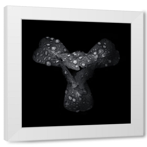 Black And White Petals White Modern Wood Framed Art Print by Carson, Brian