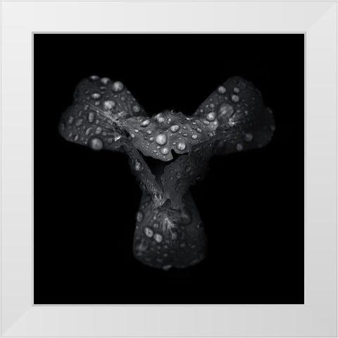 Black And White Petals White Modern Wood Framed Art Print by Carson, Brian