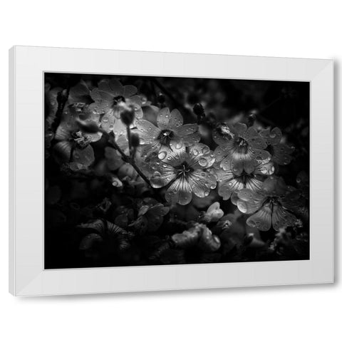 Black And White Petunia White Modern Wood Framed Art Print by Carson, Brian