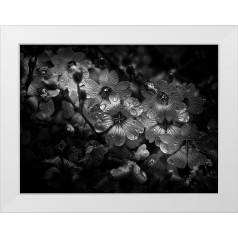 Black And White Petunia White Modern Wood Framed Art Print by Carson, Brian