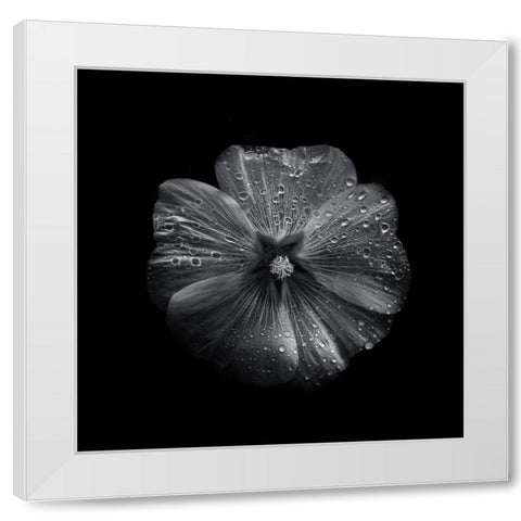 Black And White Petunia II White Modern Wood Framed Art Print by Carson, Brian