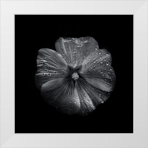 Black And White Petunia II White Modern Wood Framed Art Print by Carson, Brian