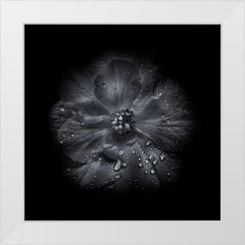 Black And White Petunia III White Modern Wood Framed Art Print by Carson, Brian