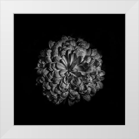 Black And White Zinnia III White Modern Wood Framed Art Print by Carson, Brian