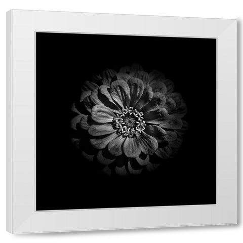 Black And White Zinnia V White Modern Wood Framed Art Print by Carson, Brian