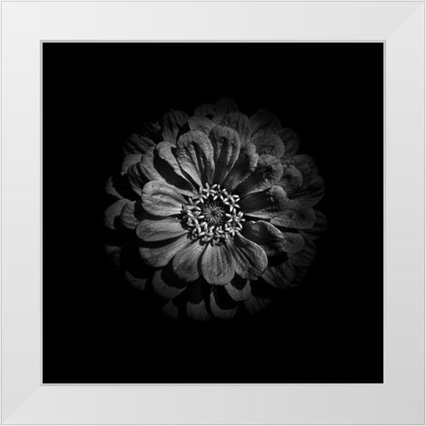 Black And White Zinnia V White Modern Wood Framed Art Print by Carson, Brian