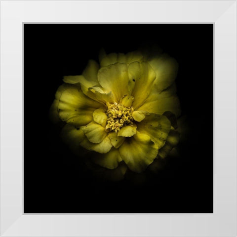 Double Yellow Camelia White Modern Wood Framed Art Print by Carson, Brian