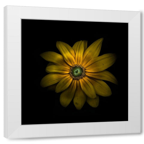 Green Center Daisy White Modern Wood Framed Art Print by Carson, Brian