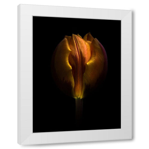 Orange Tulip White Modern Wood Framed Art Print by Carson, Brian
