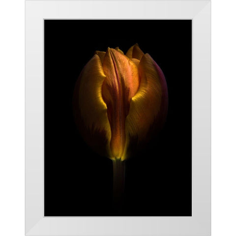 Orange Tulip White Modern Wood Framed Art Print by Carson, Brian