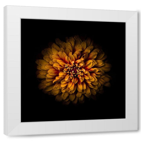Orange Zinnia White Modern Wood Framed Art Print by Carson, Brian