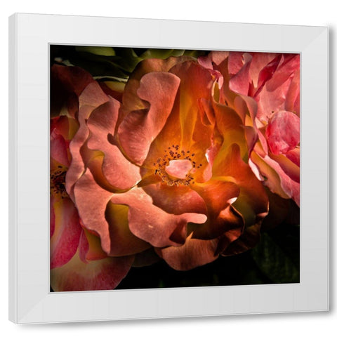 Pink Camelia White Modern Wood Framed Art Print by Carson, Brian