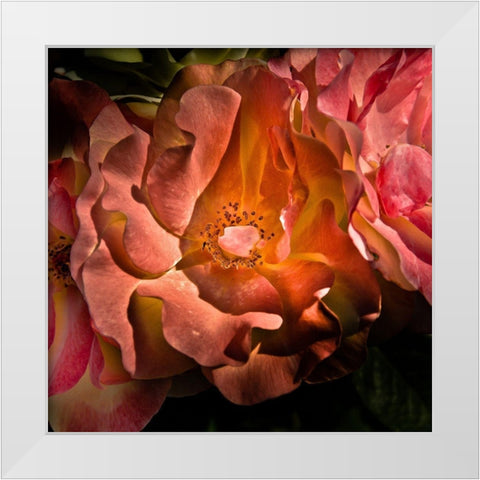 Pink Camelia White Modern Wood Framed Art Print by Carson, Brian