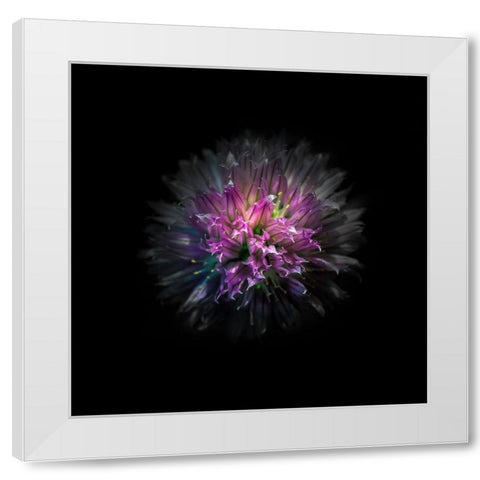 Pink Clover Flower White Modern Wood Framed Art Print by Carson, Brian