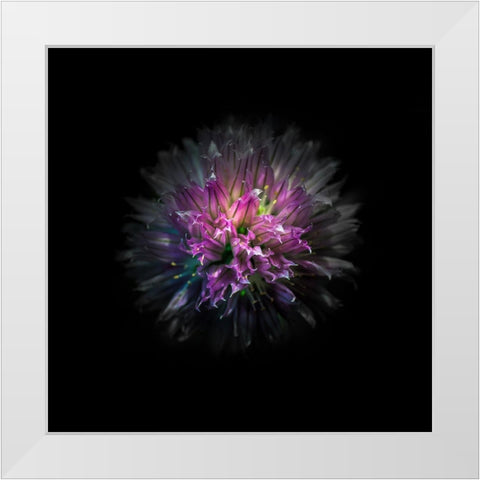 Pink Clover Flower White Modern Wood Framed Art Print by Carson, Brian