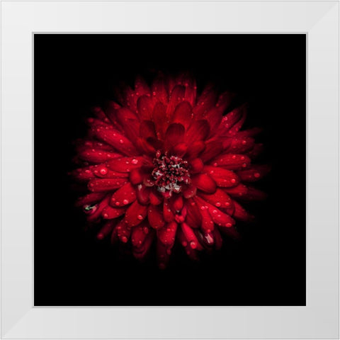 Red Mum White Modern Wood Framed Art Print by Carson, Brian