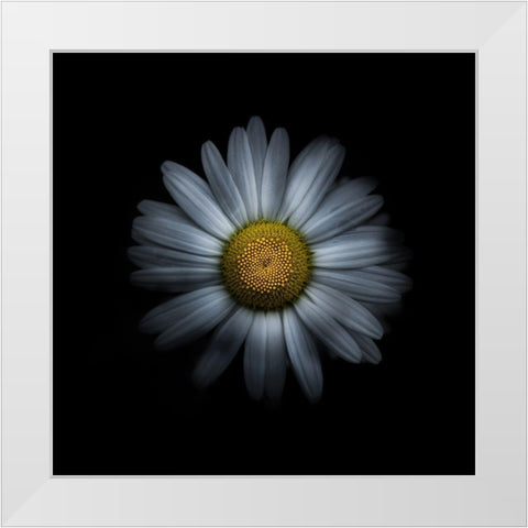 White Daisy I White Modern Wood Framed Art Print by Carson, Brian