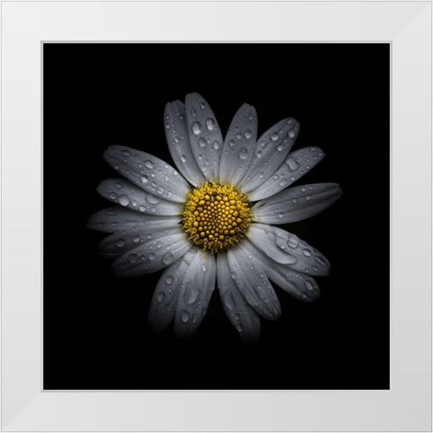 White Daisy III White Modern Wood Framed Art Print by Carson, Brian