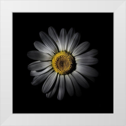 White Daisy IV White Modern Wood Framed Art Print by Carson, Brian