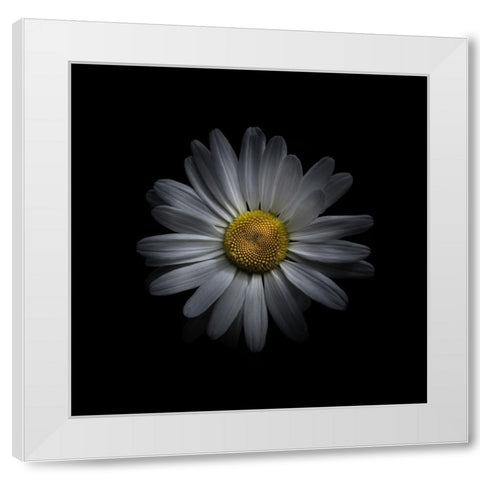 White Daisy V White Modern Wood Framed Art Print by Carson, Brian