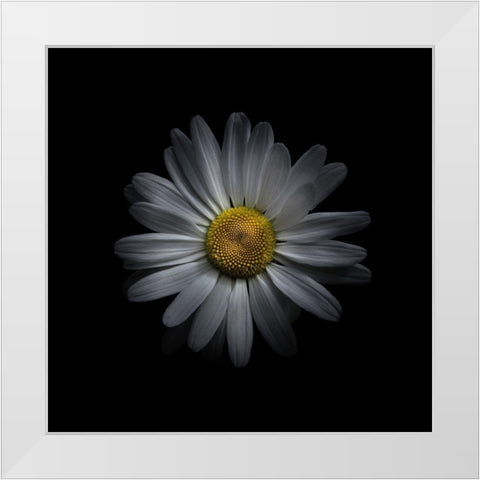 White Daisy V White Modern Wood Framed Art Print by Carson, Brian