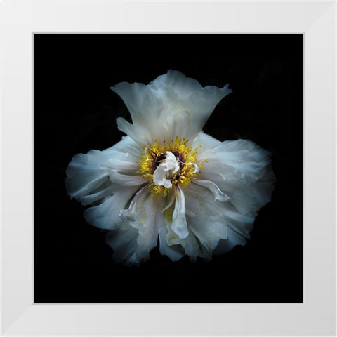 White Peony White Modern Wood Framed Art Print by Carson, Brian
