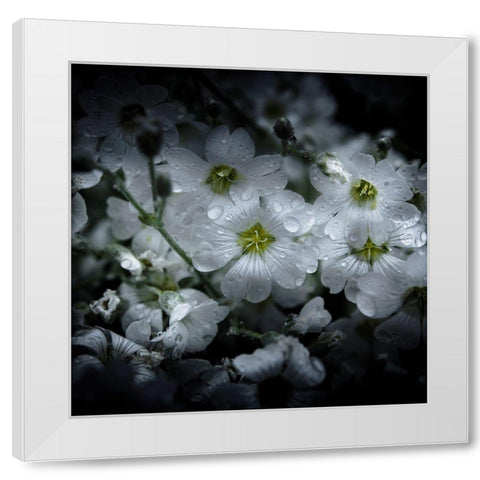 White Petunia White Modern Wood Framed Art Print by Carson, Brian
