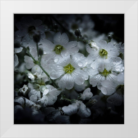 White Petunia White Modern Wood Framed Art Print by Carson, Brian