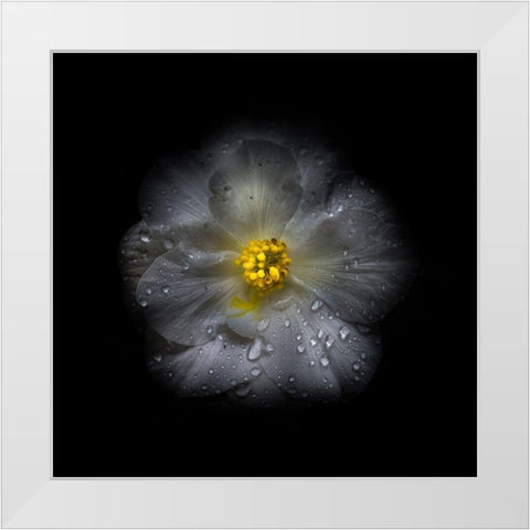 White Petunia Detail II White Modern Wood Framed Art Print by Carson, Brian