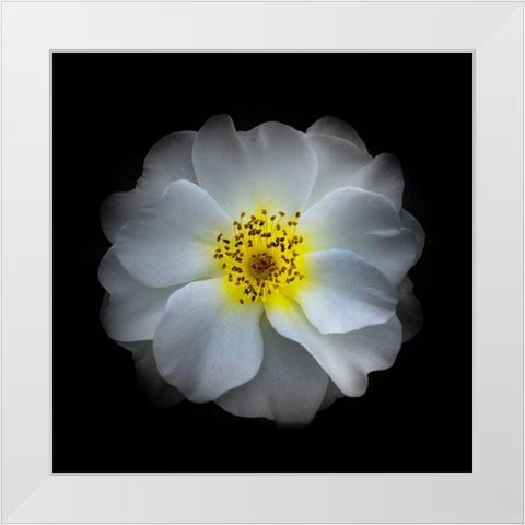 White Primrose White Modern Wood Framed Art Print by Carson, Brian