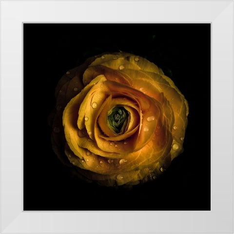 Yellow Begonia II White Modern Wood Framed Art Print by Carson, Brian