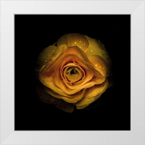 Yellow Begonia IV White Modern Wood Framed Art Print by Carson, Brian