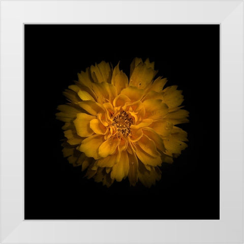 Yellow Dahlia White Modern Wood Framed Art Print by Carson, Brian