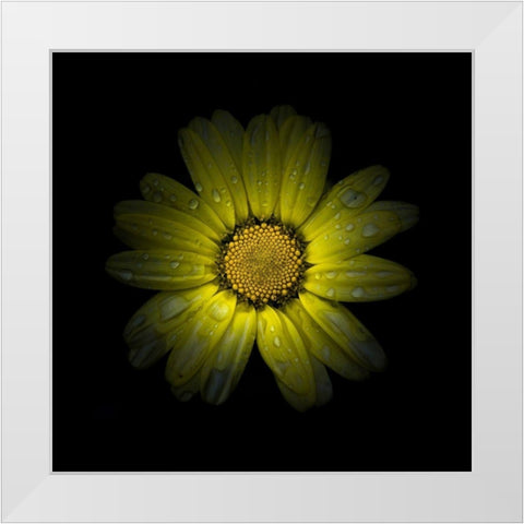 Yellow Daisy II White Modern Wood Framed Art Print by Carson, Brian