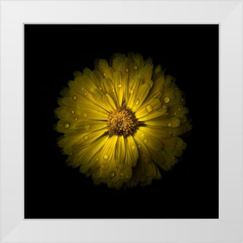Yellow Daisy Mum White Modern Wood Framed Art Print by Carson, Brian