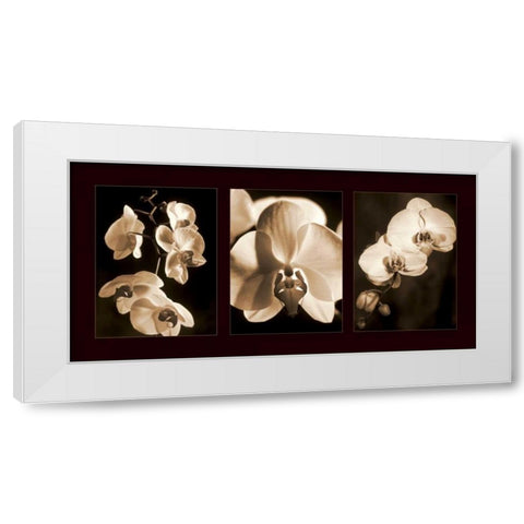 Orchid Trio White Modern Wood Framed Art Print by Kelly, Caroline